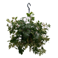 Ціссус купить