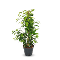 Фікус бенджаміну мікс купить