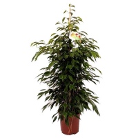 Фікус бенджаміна Анастасія купить