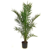 Феникс (финиковая пальма) купить