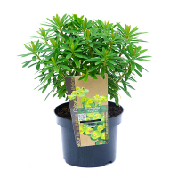 Эуфорбия купить