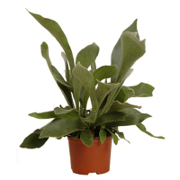 Платицериум двувильчатый купить