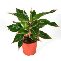 Аглаонема Тайволи купить