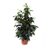 Фікус бенджаміну купить