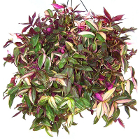 Трандесканція купить