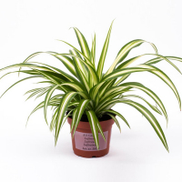 Хлорофитум купить