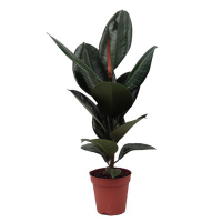 Фикус эластика Робуста купить