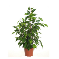 Фикус бенджамина микс купить