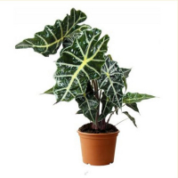 Алоказія Polly купить