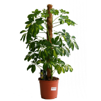 Шеффлера древовидная Голд Капелла купить