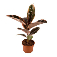 Фікус еластика мікс купить