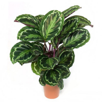 Калатея Медальйон купить