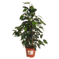 Фикус бенджамина Экзотика купить