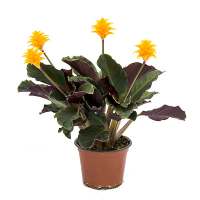 Калатея Кроката купить