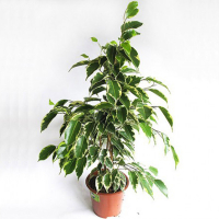 Фікус бенджаміну Саманта купить