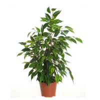 Фикус бенджамина Анастасия купить