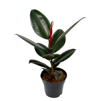 Фикус эластика Абиджан купить