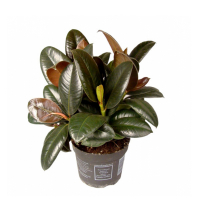 Фикус эластика Мелани купить