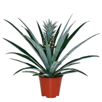 Ананас купить