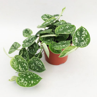 Сциндапсус Аргіреус плямистий купить