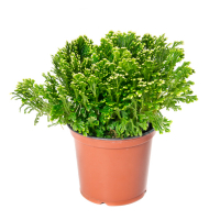 Селагинелла купить