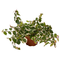 Фикус мелколистный White Sunny купить