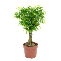 Фикус бенджамина Бизондер купить