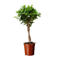 Фикус Мокламе купить