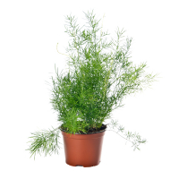 Аспарагус купить