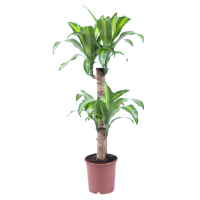 Драцена Массанжеана 2 ствола купить