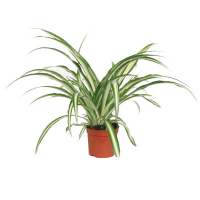 Хлорофітум купить