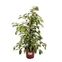 Фикус бенджамина Голден Кинг купить