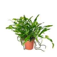 Микросорум разнолистный купить