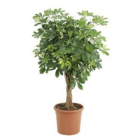 Шефлера древовидная Компакта купить