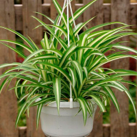 Хлорофитум купить