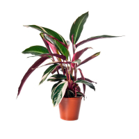 Строманта Триостар купить