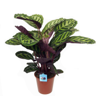 Калатея Медальон купить