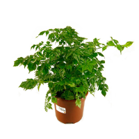 Радермахера китайская купить