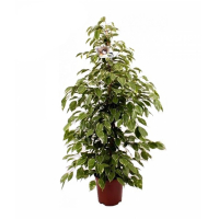 Фікус бенджаміну мікс купить