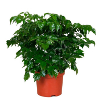 Радермахера китайская купить