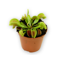 Дионея купить