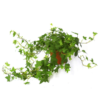 Плющ Хедера купить