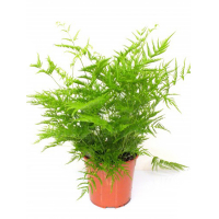 Птерис купить