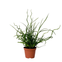 Джункус спиральный (ситник) купить