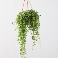 Дисхідія нуммаларію купить