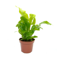 Асплениум Нидус купить