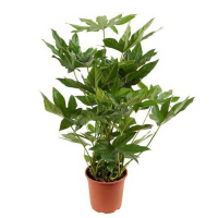 Фатсия купить