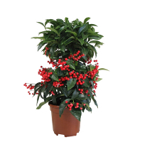 Ардизия городчатая купить