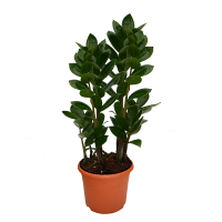 Заміокулькас замієлистий купить