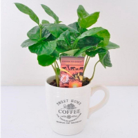 Кофе купить